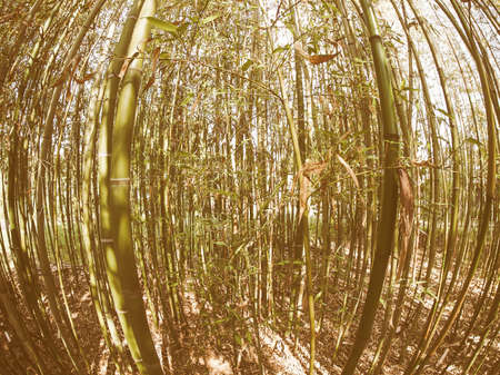 Vintage looking Bamboo (Bambuseae) trees perspective seen from below with fisheye lensの写真素材
