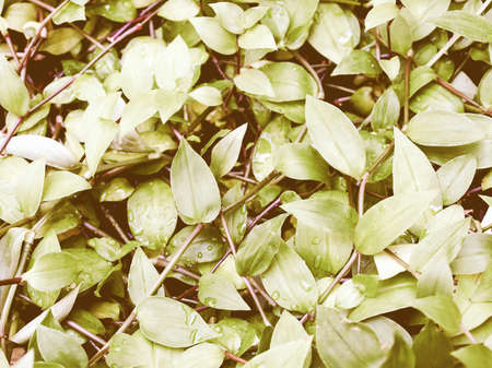 Vintage looking Green leaves foliage useful as a background