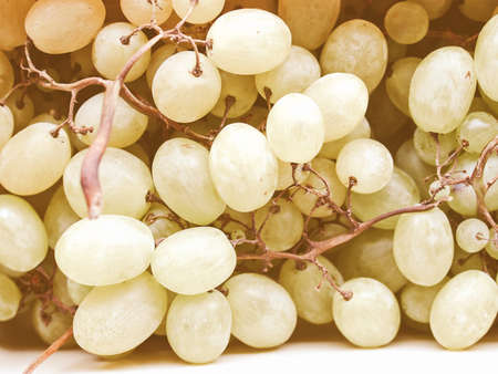 Vintage looking Grape of vitis picture