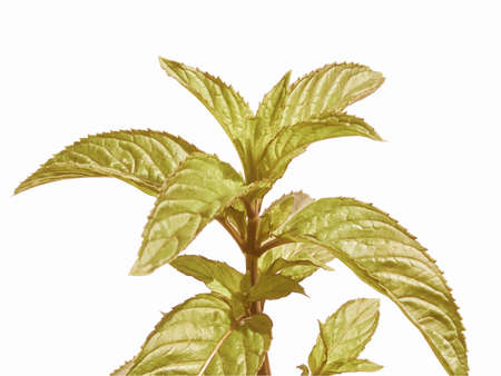 Vintage looking Detail of a green pepper mint plant - isolated over white