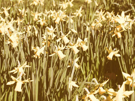 Vintage looking Detail of a host of golden daffodilsの写真素材