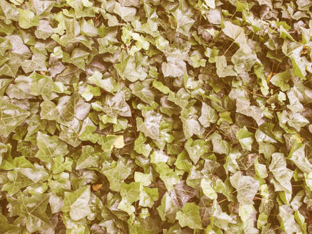 Vintage looking Green ivy leaves useful as a backgroundの写真素材