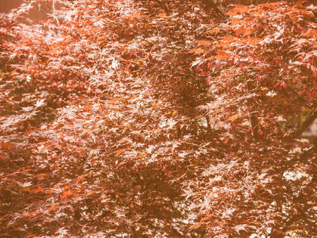Vintage looking Red Canadian maple or acer tree leavesの写真素材