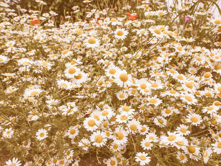 Vintage looking Chamomile camomile daisy flower of family Asteraceaeの写真素材