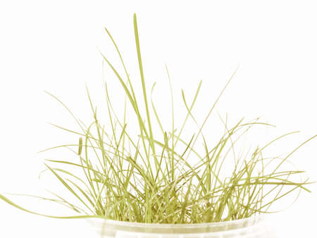 Vintage looking Green grass meadow isolated over white backgroundの写真素材