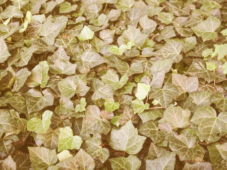 Vintage looking Green ivy leaves useful as a backgroundの写真素材