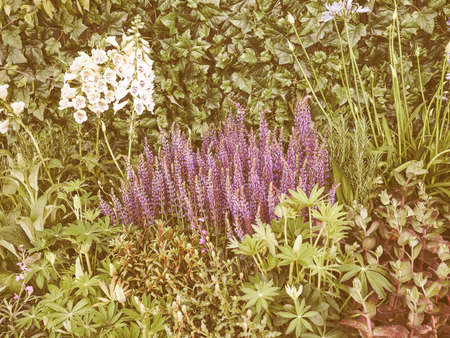 Vintage looking Purple flowers of Salvia plants in the mint family Lamiaceaeの写真素材