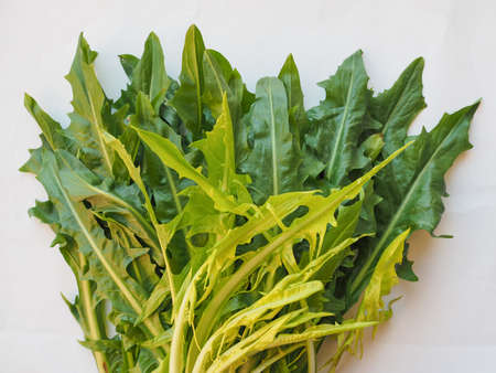 Green Catalonian chicory lettuce salad aka Italian Dandelionの写真素材