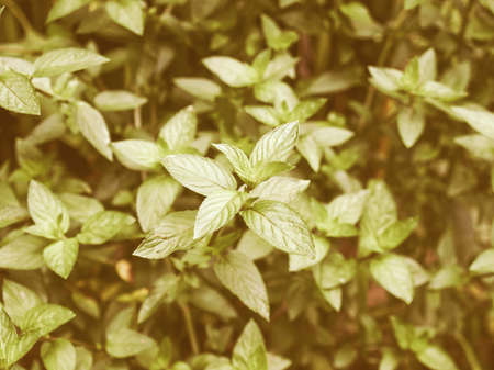 Vintage looking Close up view of a peppermint plant