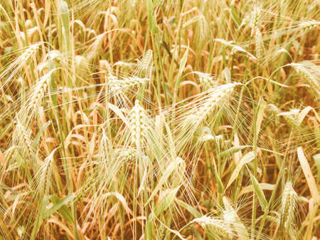 Vintage looking A barley corn field in Germany Europeの写真素材