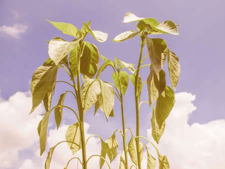 Vintage looking Plug peppers plants small seedlings grown in trays over blue sky backgroundの写真素材
