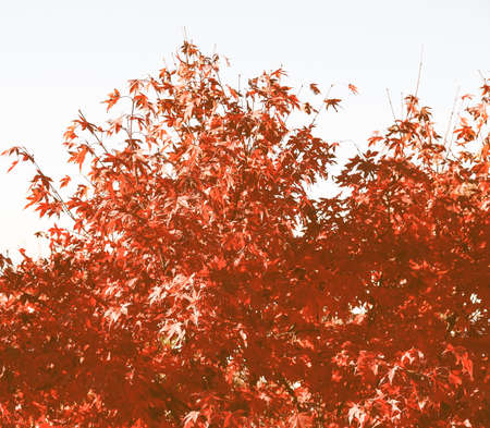 Vintage looking Canadian Red Maple leaves useful as a background
