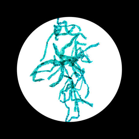 Light photomicrograph of Spirogyra whole mount seen through microscopeの写真素材