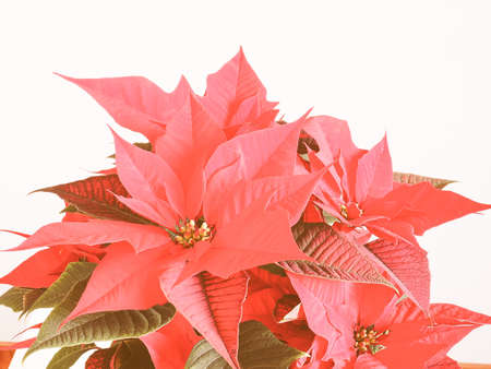 Vintage looking Red Christmas star Poinsettia Euphorbia pulcherrima flowerの写真素材