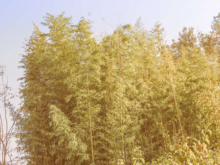 Vintage looking Bamboo flowering perennial evergreen plant in the grass family Poaceaeの写真素材