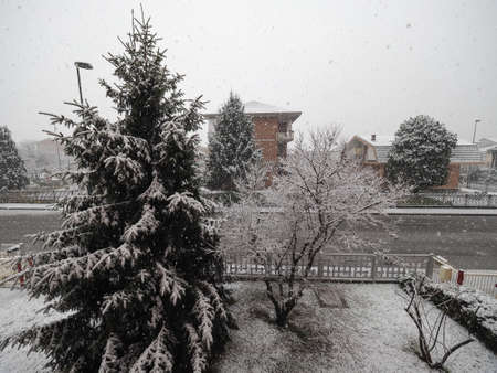 Winter scene snowing on a pine treeの写真素材