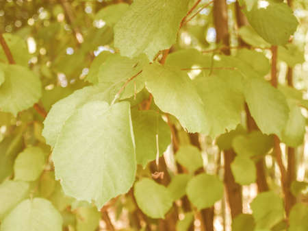 Vintage looking Leaf of a hazel tree aka Corylus