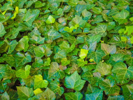 Green ivy leaves useful as a backgroundの写真素材