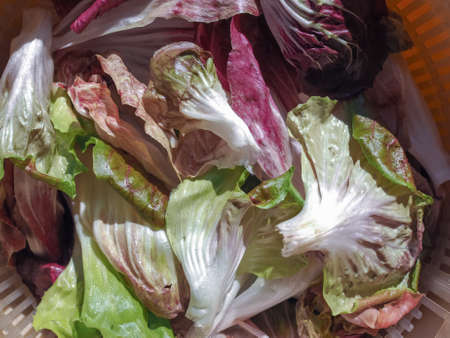 Lettuce (Lactuca sativa) leaf vegetables vegetarian foodの写真素材
