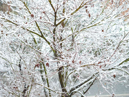 Winter scene snowing on a maple tree
