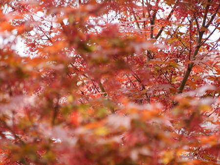 Red maple acer (Acer Rubrum) aka swamp maple, water maple or soft maple tree, selective focus on...