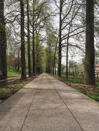Perspective of footpath pathway among the trees