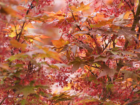 Red maple acer (Acer Rubrum) aka swamp maple, water maple or soft maple tree, selective focus on...