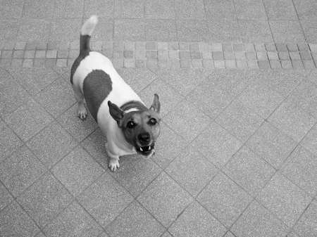 Domestic dog aka Canis lupus familiaris mammal animal seen from above in backyard with copy space in black and whiteの写真素材