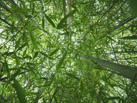 Perspective view of green Bamboo (Bambuseae) trees useful as a backgroundの写真素材