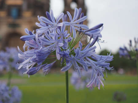 Blue lily (Agapanthus africanus) aka African lily flowerの写真素材