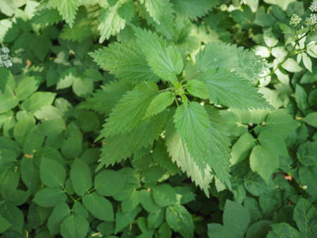 Nettle (Urtica Dioica) aka Stinging Nettle plant