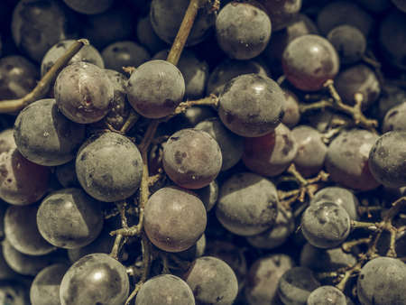 Vintage desaturated Red grape (Vitis vinifera) fruits, healthy vegetarian foodの写真素材