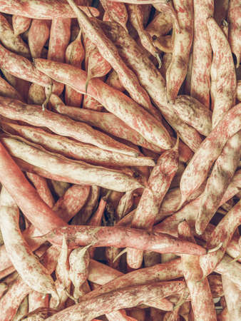 Vintage desaturated Cranberry variety of common beans aka Crimson bean or Borlotti bean or Roman...