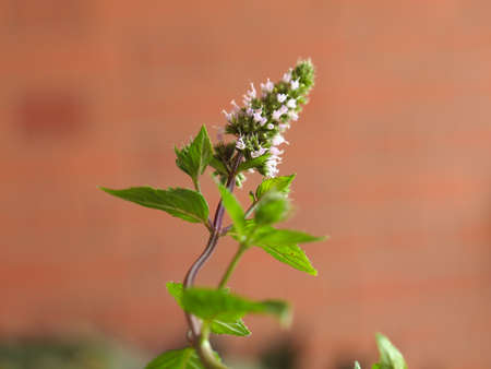 Peppermint aka M balsamea Willd plant - Focus on flowers, blurred background