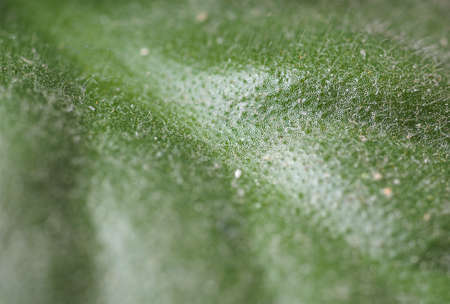 Detail close up view of a leaf