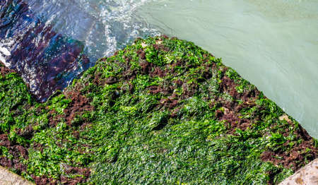 HDR Algae on a sea port harbour quayの写真素材