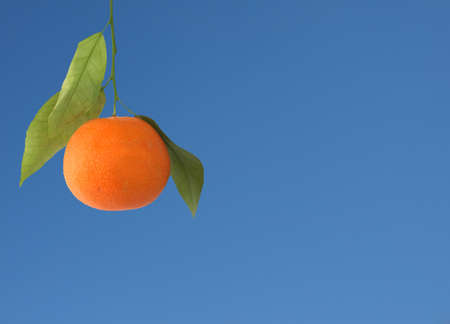 Mandarin orange or mandarine citrus fruit over blue sky with copy spaceの写真素材