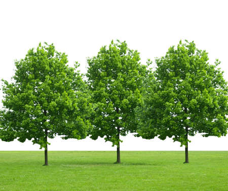 Three identical trees in a meadow with white backgroundの写真素材