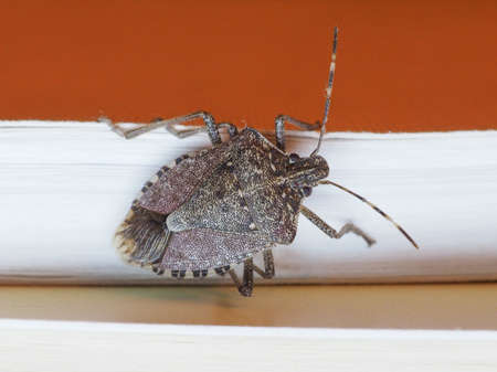 Brown marmorated stink bug (Halyomorpha halys) insect animalの写真素材