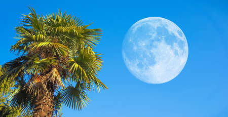 palm tree tree with full moon over blue skyの写真素材