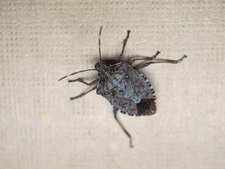Brown marmorated stink bug (Halyomorpha halys) insect animalの写真素材