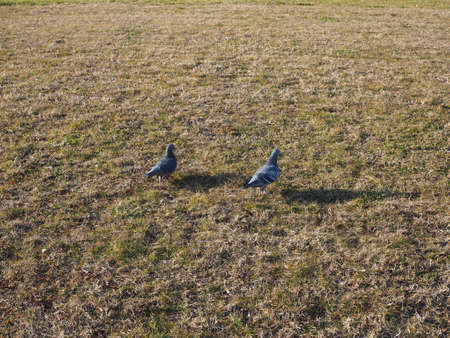 Domestic pigeons birds animals in a meadowの写真素材