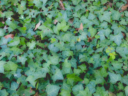 Green ivy leaves useful as a background, dreamy faded lookの写真素材
