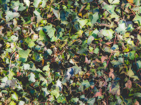 Green ivy leaves useful as a background, dreamy faded lookの写真素材