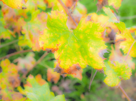 Leaf of vitis plant in a grapevine - selective focus on single leaf on the foreground, dreamy faded lookの写真素材