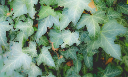 Detail of Ivy (Hedera) plant leaves, dreamy faded look