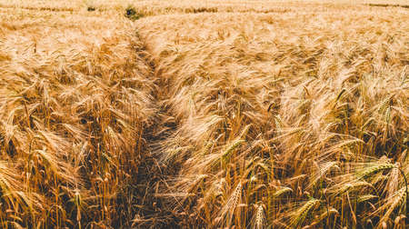 A barley corn field in Germany Europe, dreamy faded lookの写真素材