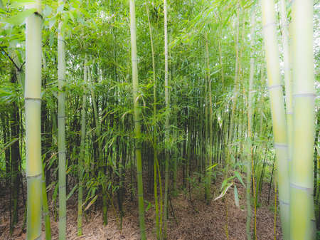 Perspective view of green Bamboo (Bambuseae) trees useful as a background, dreamy faded lookの写真素材