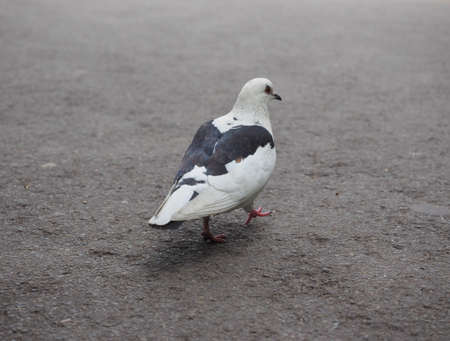 black and white domestic pigeon bird animalの写真素材