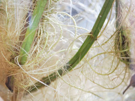 roots of peppermint aka M balsamea Willd plant